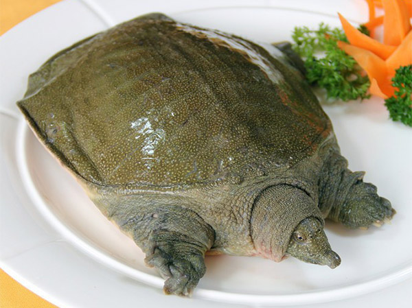 甲鱼