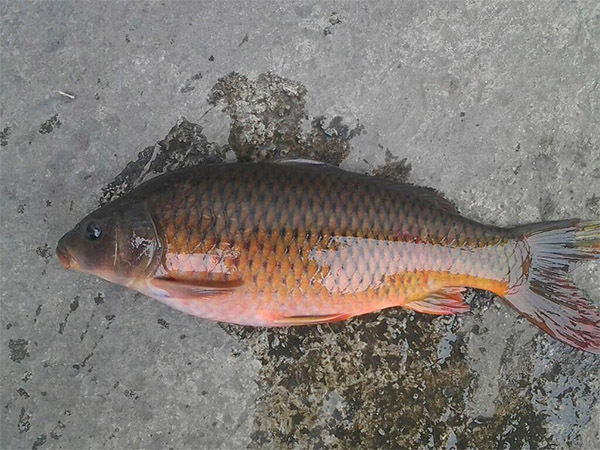 鲤鱼